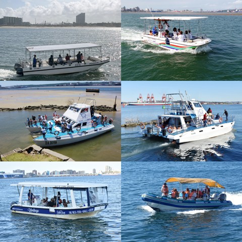 Whale watching tours Durban